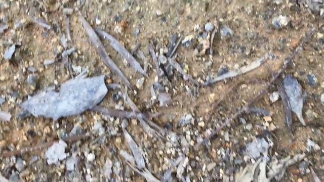 Harpegnathos venator▶️Прыгающий муравей-охотник смотреть онлайн