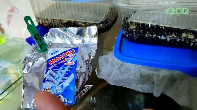 Что кушают рыбки во время войны! смотреть онлайн