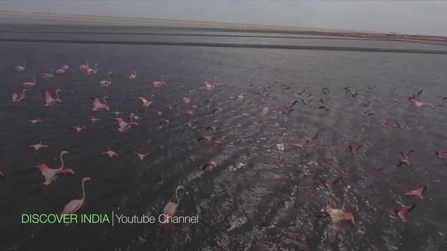 Flying With The Flamingos (4K)