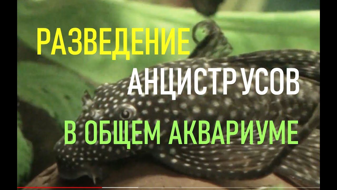 Разведение сомиков анциструсов в общем аквариуме (размножение сомиков присосок)