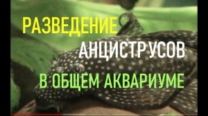 Разведение сомиков анциструсов в общем аквариуме (размножение сомиков присосок)
