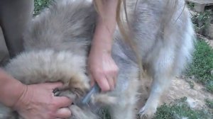 Работа колтунорезом - продолжение