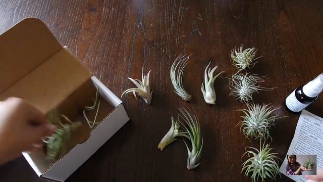 Air plant | Tillandsia unboxing by ilovejewelyn