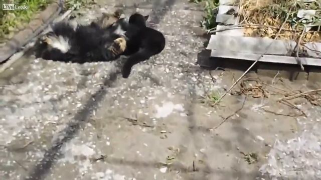 Борец против Самбиста смотреть онлайн