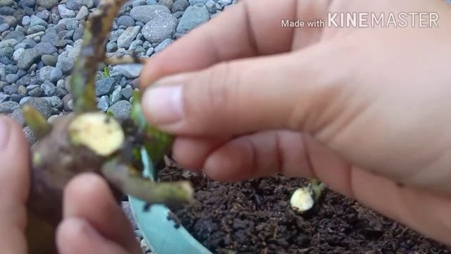 Philodendron Super Atom (propagation And Care) | English