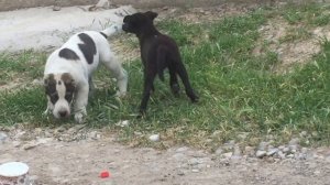 Собачьи бои алабай против питбуль