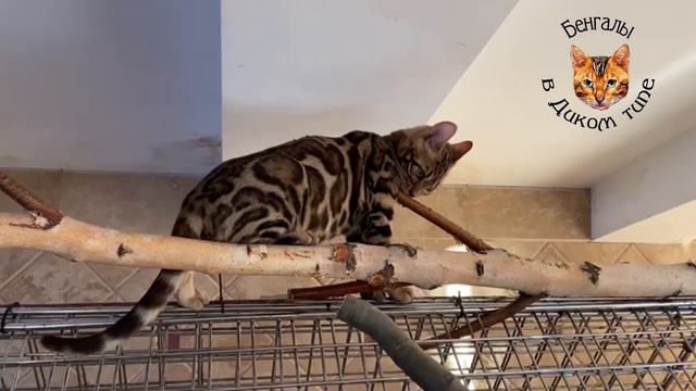 БЕНГАЛЬСКИЕ КОТЯТА, ОКРАС: ЧЕРВОННОЕ ЗОЛОТО смотреть онлайн