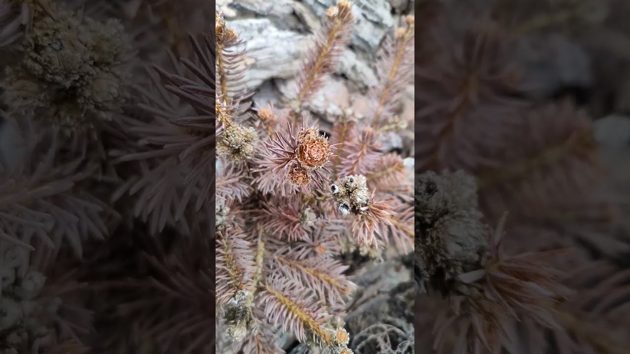 шишечка руби тиардропс