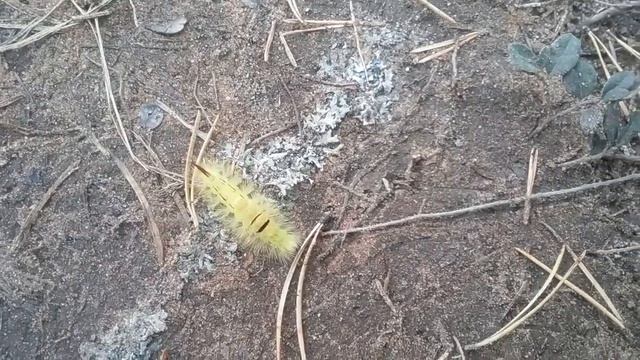 На весенней земле прекрасная желтая гусеница . смотреть онлайн