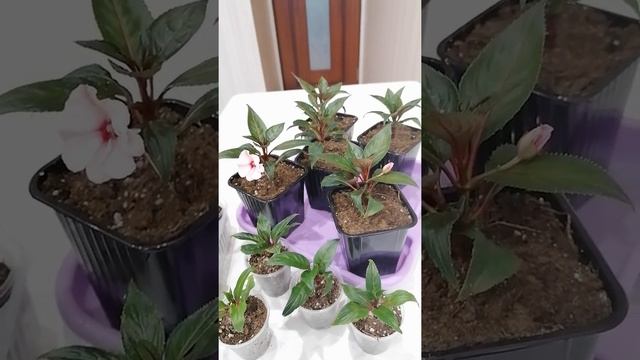 Часть 2. Бальзамин Новогвинейский смотреть онлайн