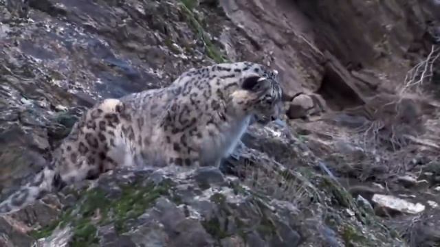 Снежный Барс В Деле. Бесшумный Убийца  Прыгает в Пропасть за Добычей...