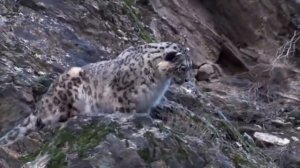 Снежный Барс В Деле. Бесшумный Убийца  Прыгает в Пропасть за Добычей...