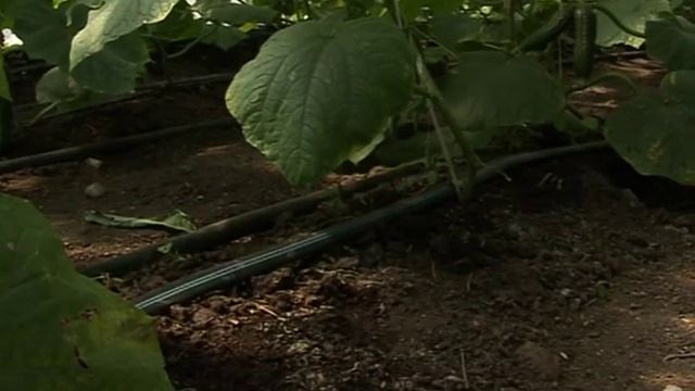 Рассада с изолированной корневой системой. ИП Шляхов смотреть онлайн