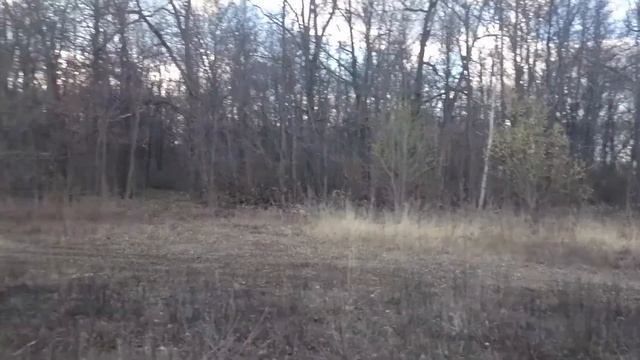 Поиск кладов в лесу. Овальная монета и серебряный образок. Металлоискатель Беркут 5 от АКА. смотреть онлайн