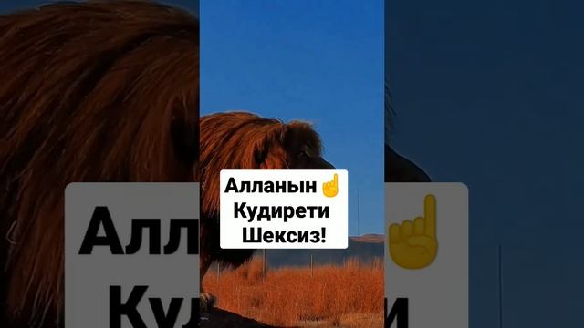 Аллахуакбар! #мусульманин #машаллах #рекомендации смотреть онлайн