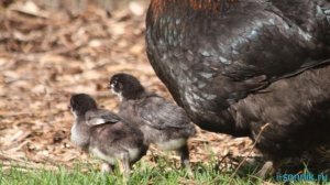 Курица с цыплятами - толкование сонника