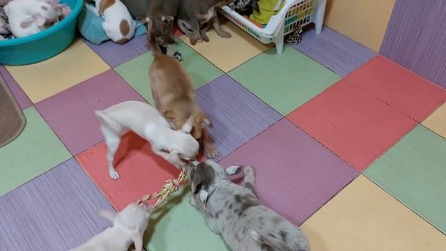 зачем нужно клеить уши чихуахуа, вечером из ясель питомник Кастропуло Крым+79787458062 продажа смотреть онлайн