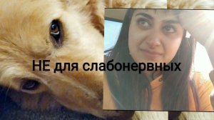 Я В ШОКЕ РАЛЬФА БОЛЬШЕ НЕТ, СЛАБОНЕРВНЫМ НЕ СМОТРЕТЬ.