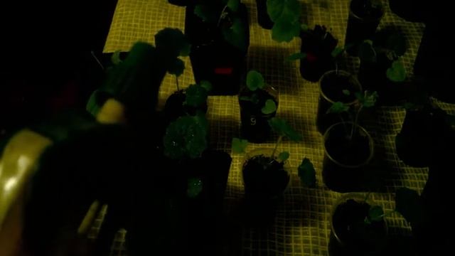 Тля на комнатных растениях/Актара для борьбы с вредителями. смотреть онлайн