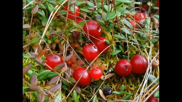 13 сентября. КУПРИЯНОВ ДЕНЬ. Как привлечь УДАЧУ.Что нельзя делать.Приметы смотреть онлайн