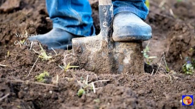 ВСЕГО ОДНА ОБРАБОТКА ЭТИМ БИОПРЕПАРАТОМ ОСЕНЬЮ,ИЗБАВИТ ОТ ВСЕХ ВРЕДИТЕЛЕЙ,ГРИБКОВ И ИНФЕКЦИЙ В ПОЧВ смотреть онлайн