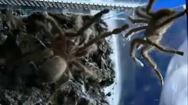 Avicularia Laeta. Размножение пауков-птицеедов. смотреть онлайн