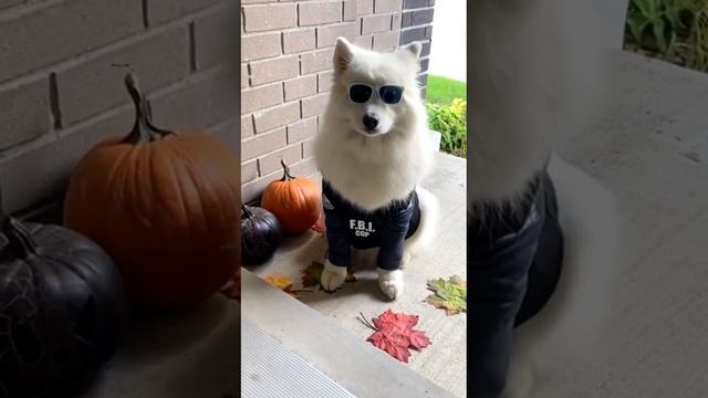 ?? Doggo Party смотреть онлайн