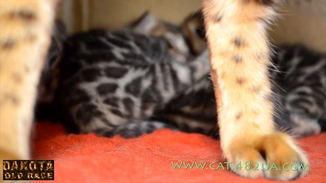 Котята бенгальской кошки   день  16