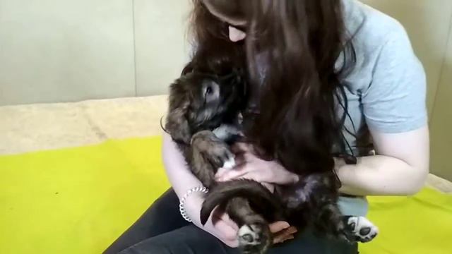 VID 20180519 160439 коричневый ошейник смотреть онлайн