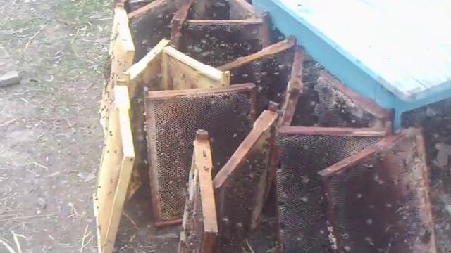 Заканчивают пчёлы летать на рамки корма стало мало.Вытаскали к себе в улики. смотреть онлайн