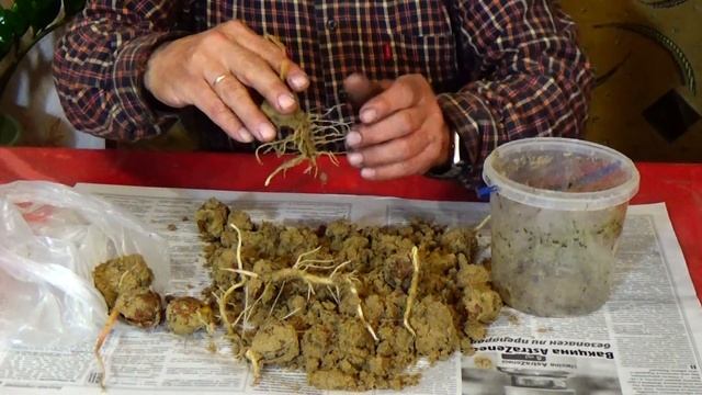 Как вырастить дерево грецкого ореха из ореха! смотреть онлайн