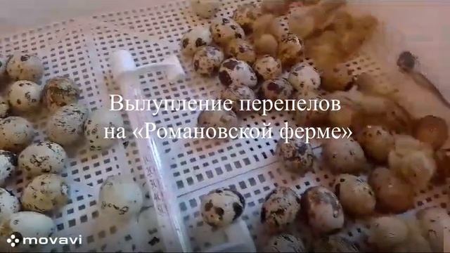 Вылупленные перепелят смотреть онлайн