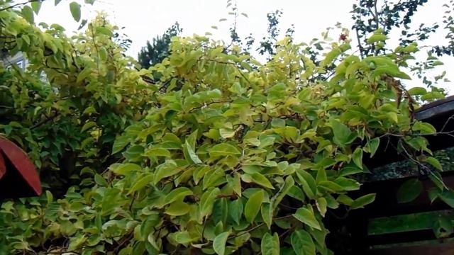 Китайский лимонник в саду В. Железова - вернем ли молодость? смотреть онлайн