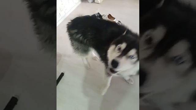 Хаски Зевс хулиган накосячил смотреть онлайн