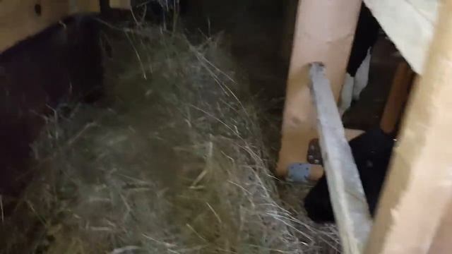 КАК СДЕЛАЛ СТОЙЛО ДЛЯ ТЕЛЕНКА смотреть онлайн