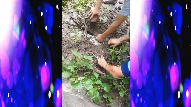 ИЗ ПОД ЗЕМЛИ ДОНОСИЛСЯ ТИХИЙ СТОН. В ТРУБЕ ПОД ЗЕМЛЁЙ НАХОДИЛАСЬ... смотреть онлайн