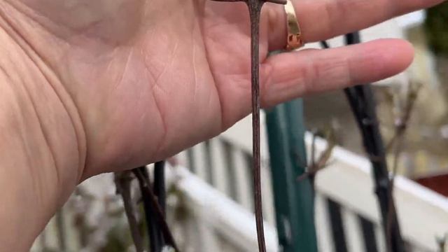 Clematis Jackmanii Container Transplant update 1 смотреть онлайн