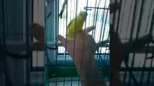 Как приучить попугая к рукам.