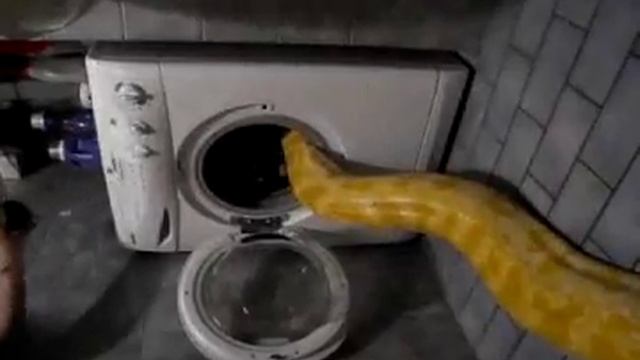 Julius in the washing machine - 982082-1 смотреть онлайн