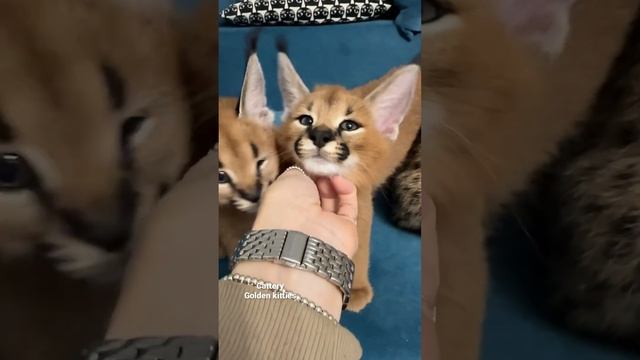 Каракальчики #cats # #cat #каракал #animal #kitten #каракет #caracat смотреть онлайн