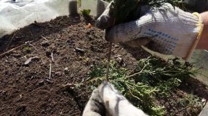 ЧЕРЕНКОВАНИЕ С ПЯТОЧКОЙ