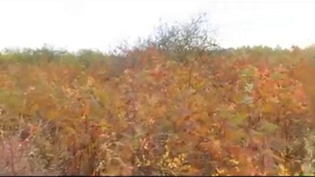 MVI 0143 x264 Каждый год мы ездим в лес и грузим в прицеп лёгкую лесную землю для саженцев виногра смотреть онлайн