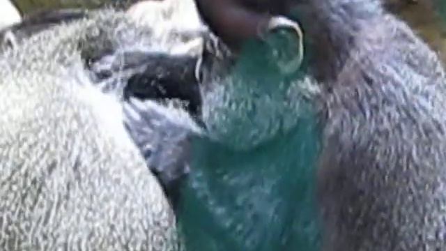 Planet of Monkeys. Планета обезьян. смотреть онлайн