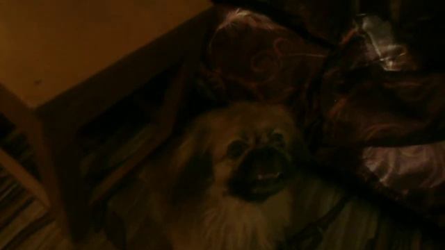 Перс Пекинес против Сэма Алонсо Пекинеса 2/3 смотреть онлайн