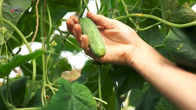 Что творит димексид с моими огурцами и томатами в августе и вообще все лето! Димексид для растений! смотреть онлайн