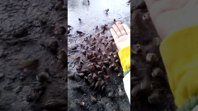 Покормила птичек жесть меня укусили травма смертельна смотреть онлайн