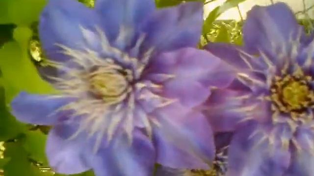 Clematis "The President" - 2020 смотреть онлайн