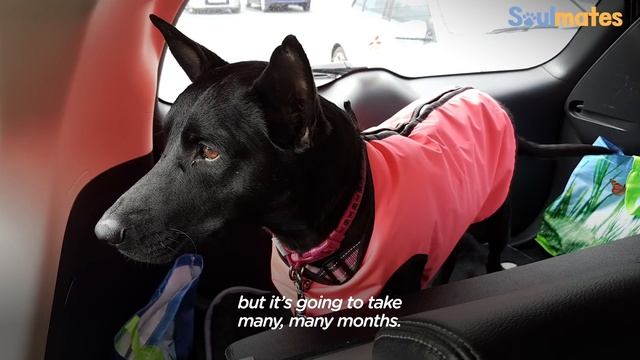 Guy Saves Starving Dog On Deserted Island | The Dodo Soulmates смотреть онлайн