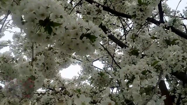 Весна в Чимкенте Казахстан г Шымкент смотреть онлайн