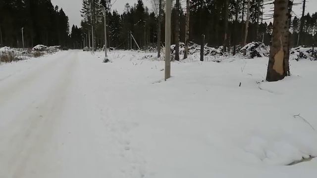 Прогулка по Пуловскому лесу город Череповец влог смотреть онлайн